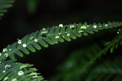 Fern from Above